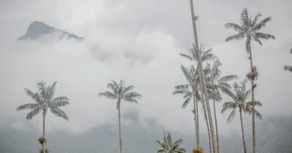 Seguridad privada en el Eje Cafetero: palmas de cera en el Valle de Cocora